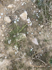 Carrichtera annua