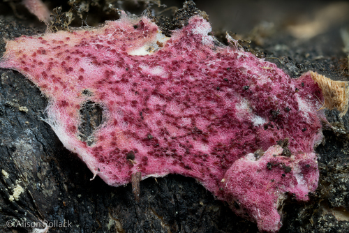 Representative image of Hypomyces rosellus