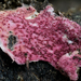 Pink Polypore Mould - Photo (c) Alison Pollack, some rights reserved (CC BY-NC), uploaded by Alison Pollack