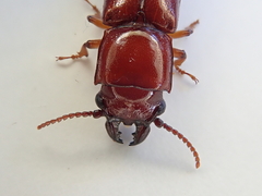 Papuandra norfolkensis