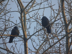 Corvus monedula