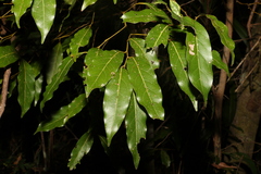 Cryptocarya microneura