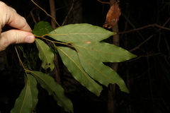 Cryptocarya microneura