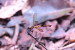 Diphlebia euphoeoides