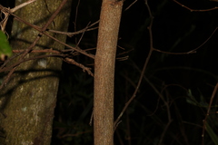 Cryptocarya microneura