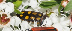 Castiarina xanthopilosa