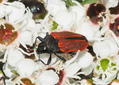 Castiarina erythroptera