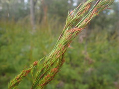 Caustis blakei