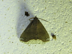 Savara variabilis