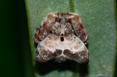 Celaenia olivacea