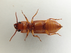 Papuandra norfolkensis