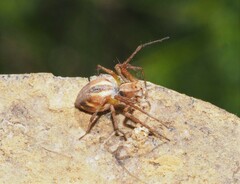 Oxyopes amoenus