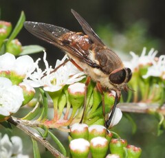 Copidapha