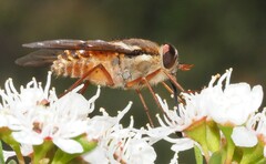 Copidapha