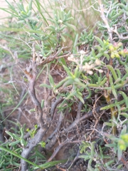 Mestoklema arboriforme