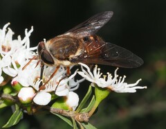 Copidapha