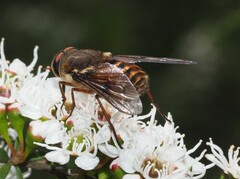 Copidapha