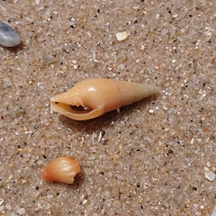 Isara glabra
