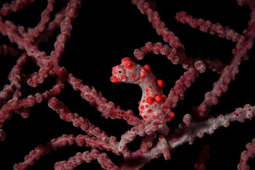 Pygmy Seahorse — seen at this dive site