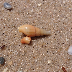 Isara glabra