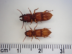 Papuandra norfolkensis