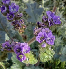 Phacelia crenulata minutiflora