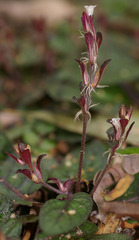 Strobilanthes reptans