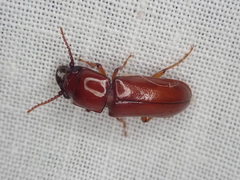 Papuandra norfolkensis