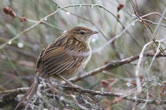 Poodytes punctatus punctatus