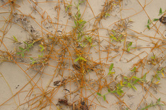 Thuarea involuta