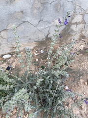 Salvia lanigera