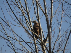 Buteo rufinus
