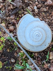 Helminthoglypta traskii