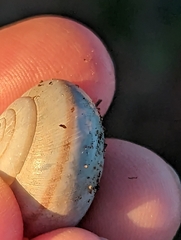 Helminthoglypta traskii