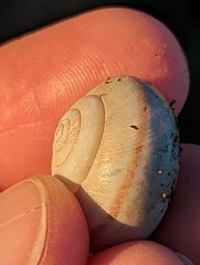 Helminthoglypta traskii