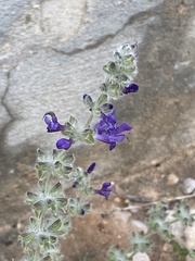 Salvia lanigera