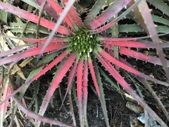 Sincoraea hatschbachii