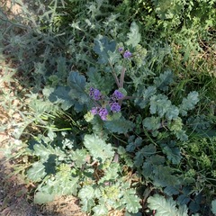 Phacelia crenulata minutiflora
