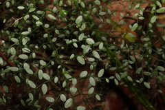 Everistia vacciniifolia nervosa