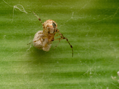 Cryptachaea veruculata