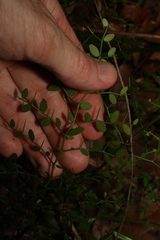 Everistia vacciniifolia nervosa