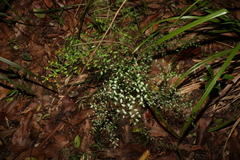 Everistia vacciniifolia nervosa