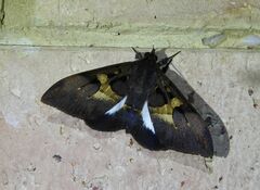 Ischyja ebusa