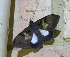 Ischyja ebusa