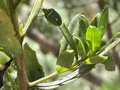 Ocirrhoe unimaculata