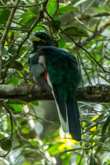 Apaloderma narina