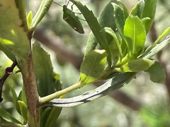 Ocirrhoe unimaculata