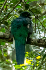 Apaloderma narina