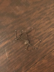 Smeringopus pallidus