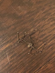 Smeringopus pallidus